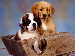 Puppy Barrelin, St. Bernard and Golden Retriever